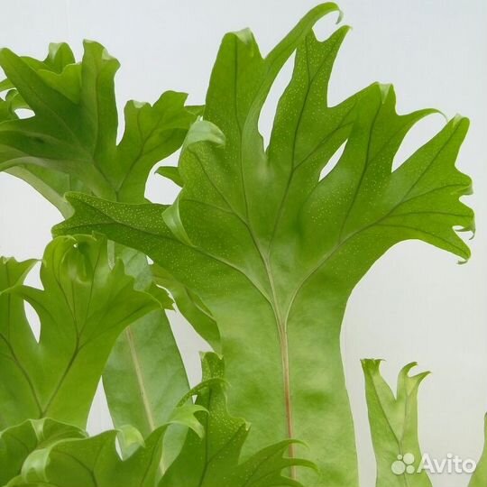 Папоротник микроссорум