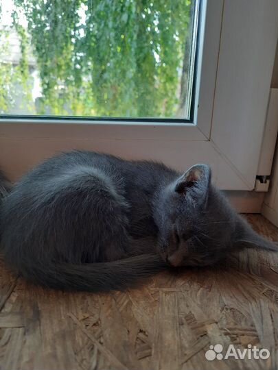 Кошки в добрые руки