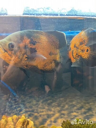 Рыба Цеклиды