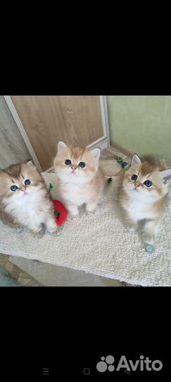 Котята