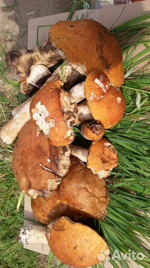 Доставка даров леса