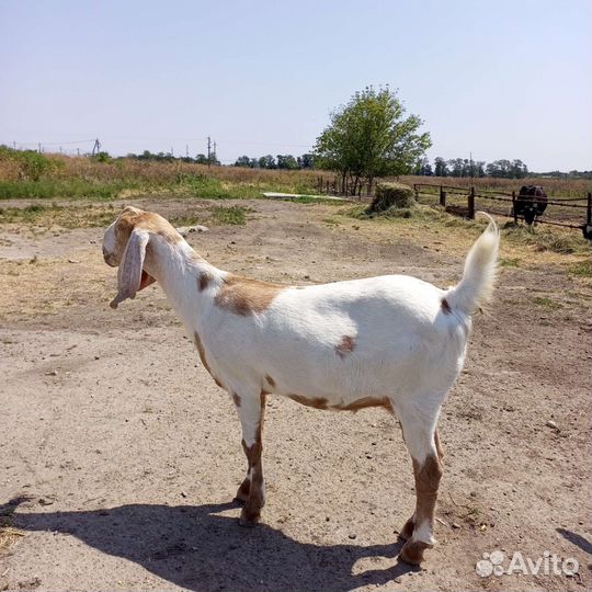 Козёл Камори75, козы дойные(покрытые), некози