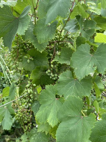 Участок 6 сот. (ИЖС)