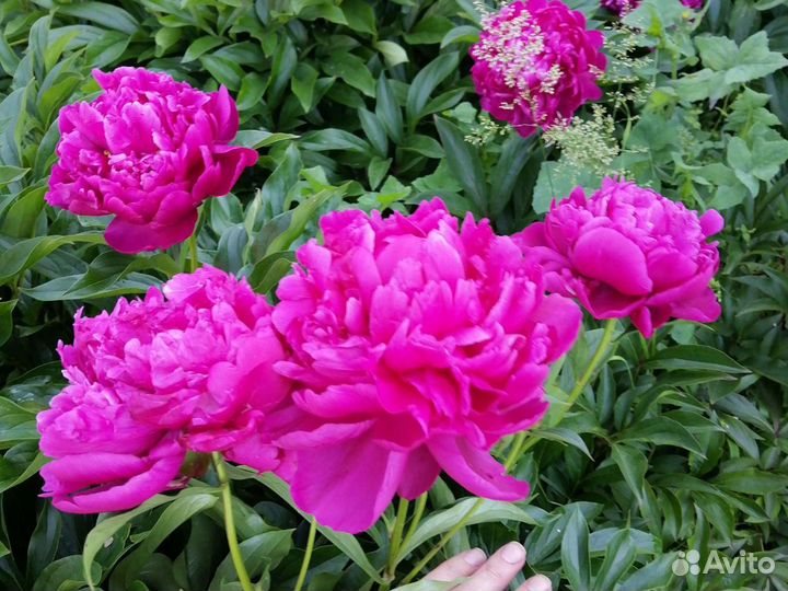 Пионы, астры осенние