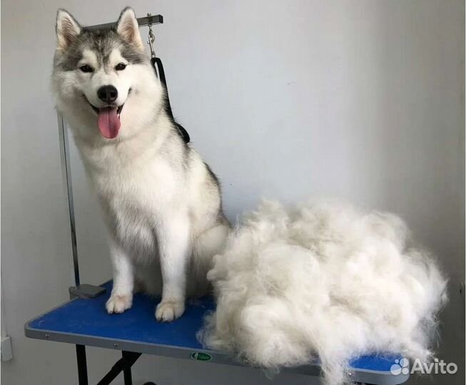 Грумер на дом, стрижка, вычес, тримминг