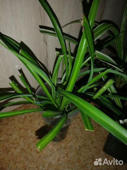 Хлорофитум