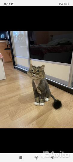 Стрижка кошек