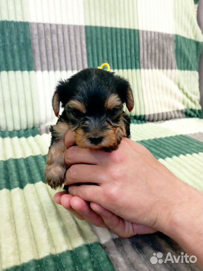 Йоркширский терьер мини беби фейс щенки