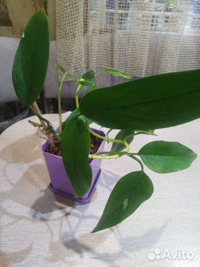 Сциндапсус