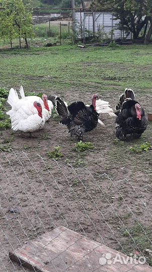 Индюки в ассортименте