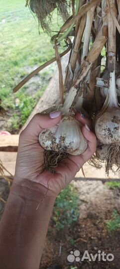 Чеснок озимой