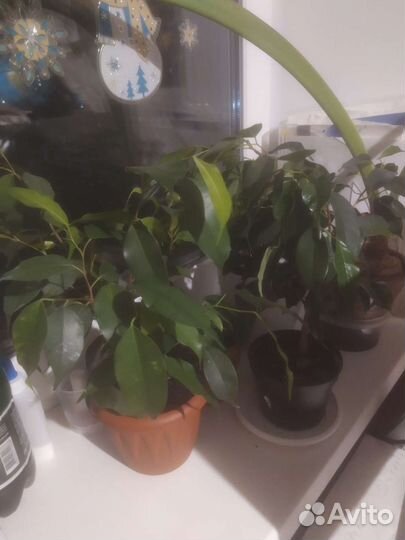 Фикус зеленый