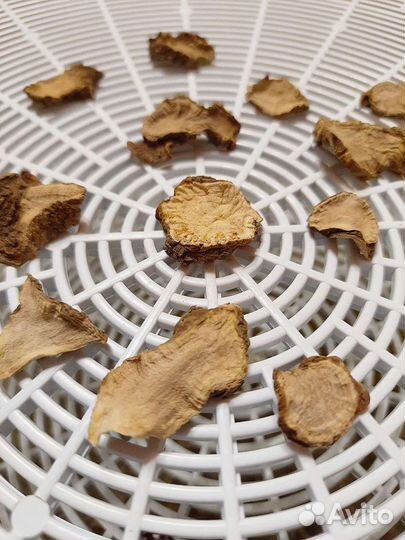 Мандрагора