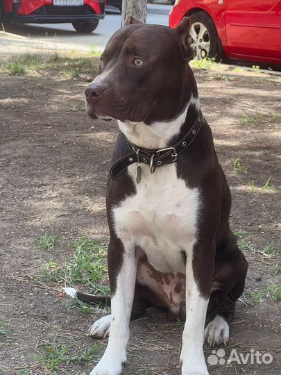 Питбуль вязка