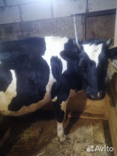 Нетель бычок