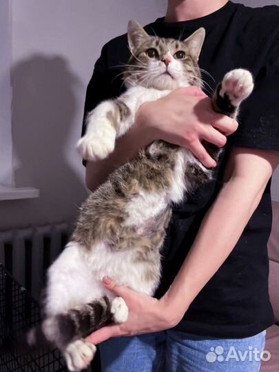 Крупный добрый котик Генри (1 год)