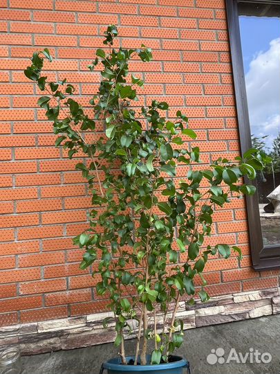 Фикус барок