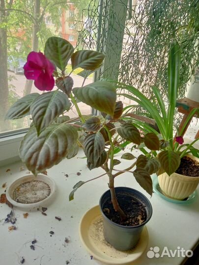 Бальзамин ванька мокрый