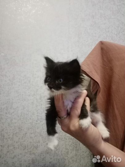 Кошка в дар бесплатно