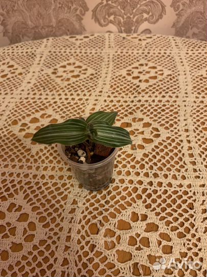 Традесканция набор