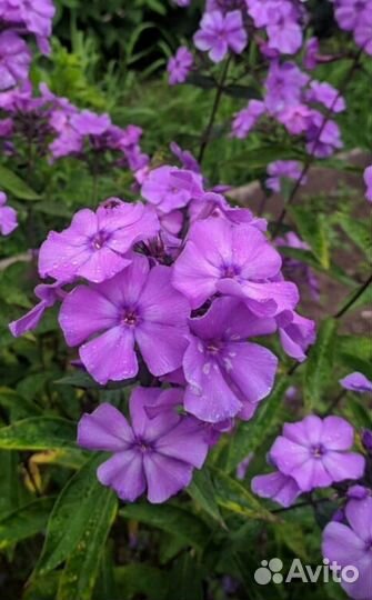 Многолетние садовые цветы (пионы,флоксы,астильба)