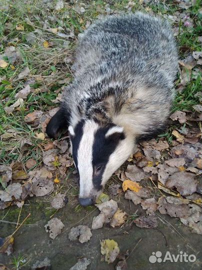 Барсучий жир