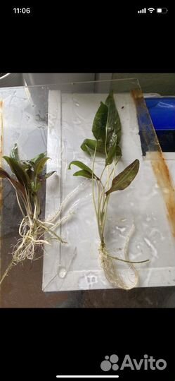 Криптокарина вендта аквариумное растение