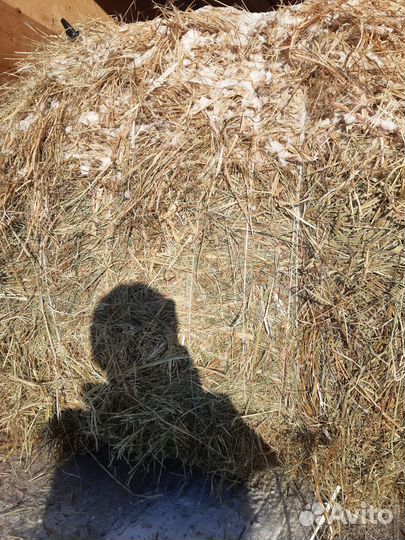 Сено в рулонах