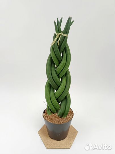 Сансевиерия цилиндрика косичка