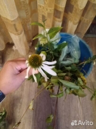 Саженцы клубники, цветов