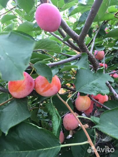 Саженцы сливы уральской медовой