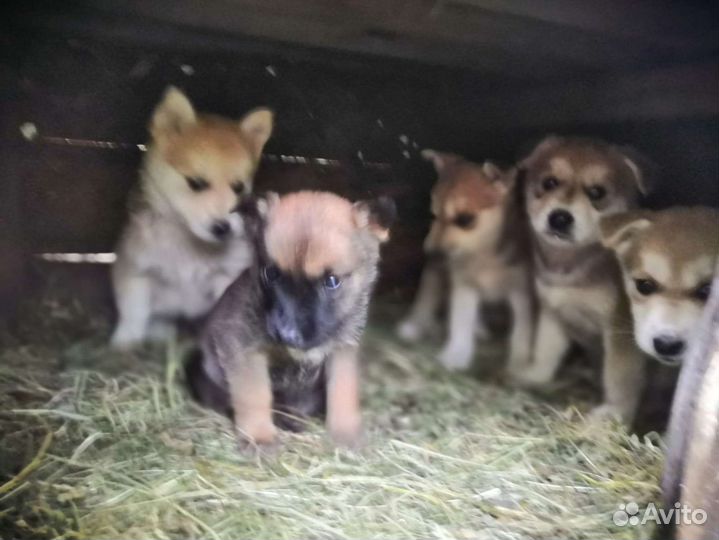 Собака в добрые руки отдам бесплатно