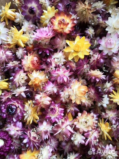 Гелихризум сухоцветы