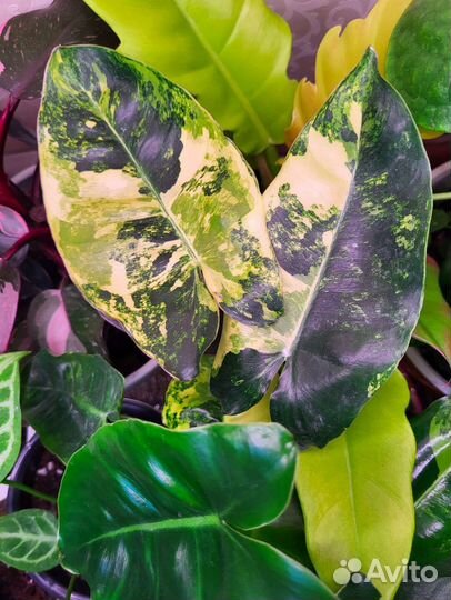 Специализированный грунт для ароидных