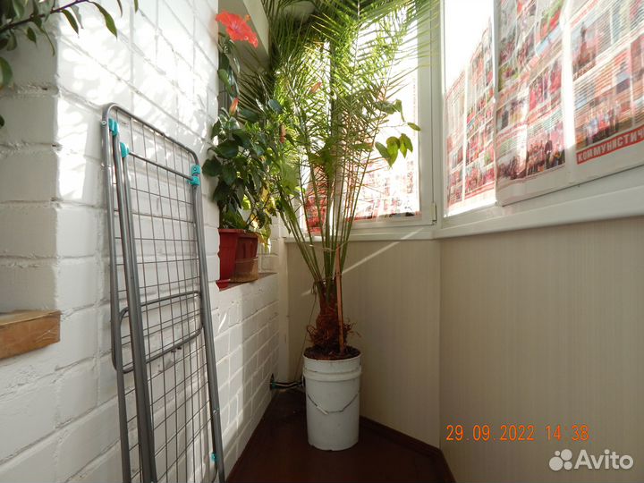 Финиковая пальма