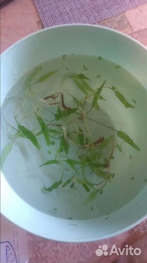 Роголистник,криптокорина