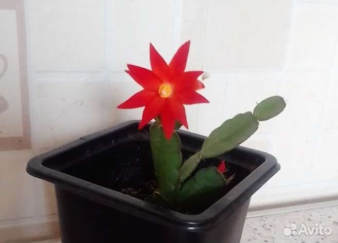 Рипсалидопсис,Шлюмбергера,декабрист