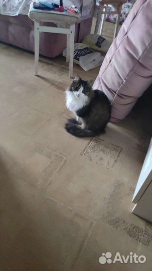 Кошка в дар бесплатно