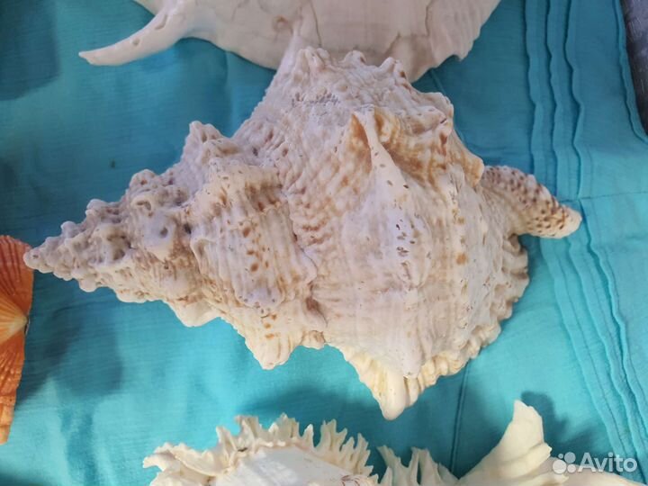 Морские ракушки раковины большие