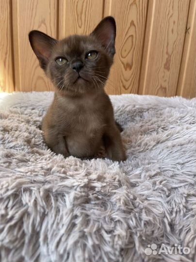 Бурманские котята