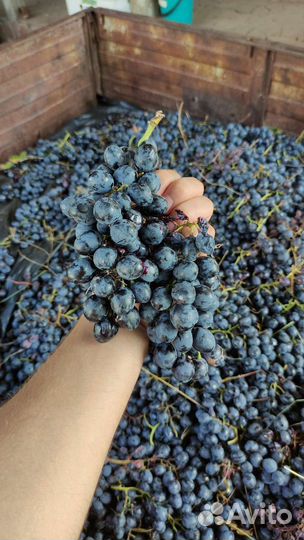 Виноград молдова