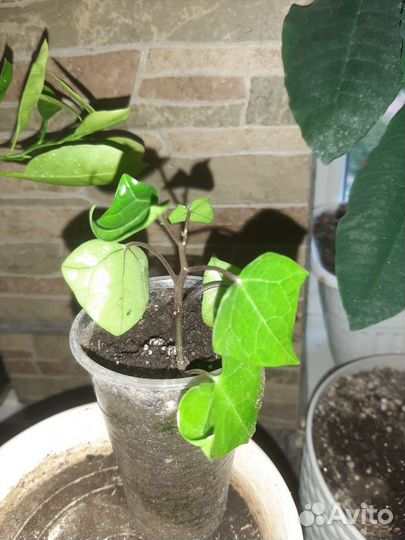 Комнатные растения