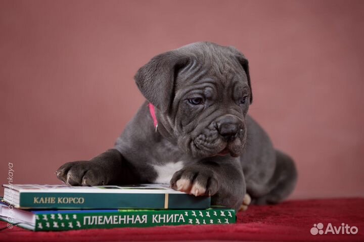 Щенки кане Корсо