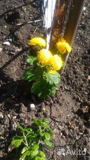 Садовые и комнатные цветы