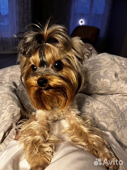 Йоркширский терьер девочка