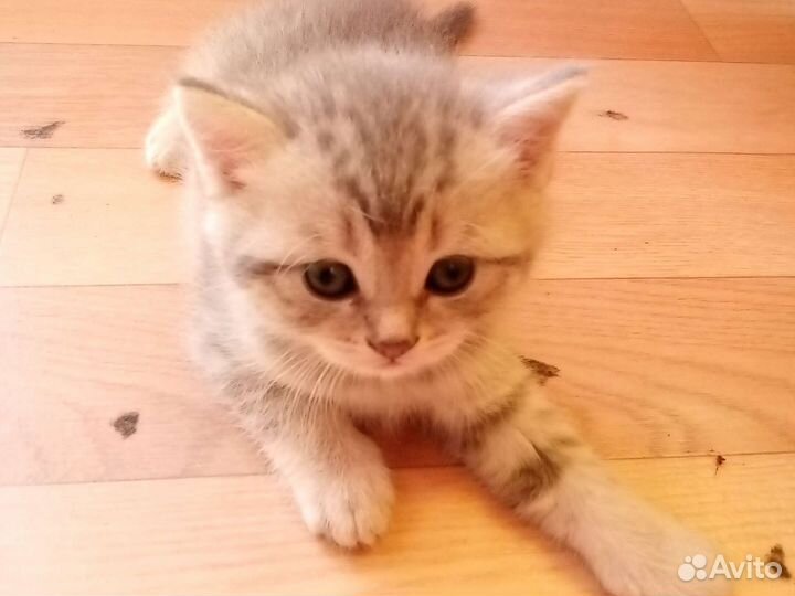 Британские котята