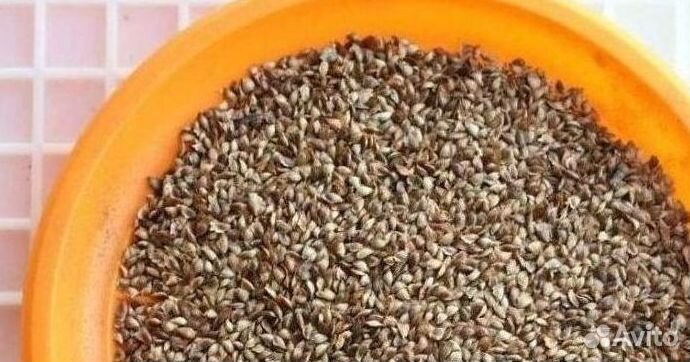 Семена лиственницы сибирской