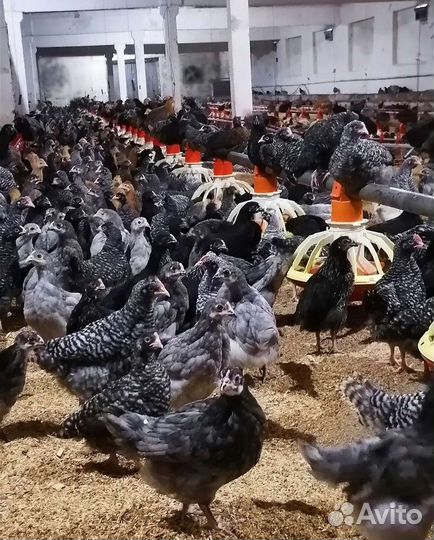 Курочка - молодка несушка Доминант