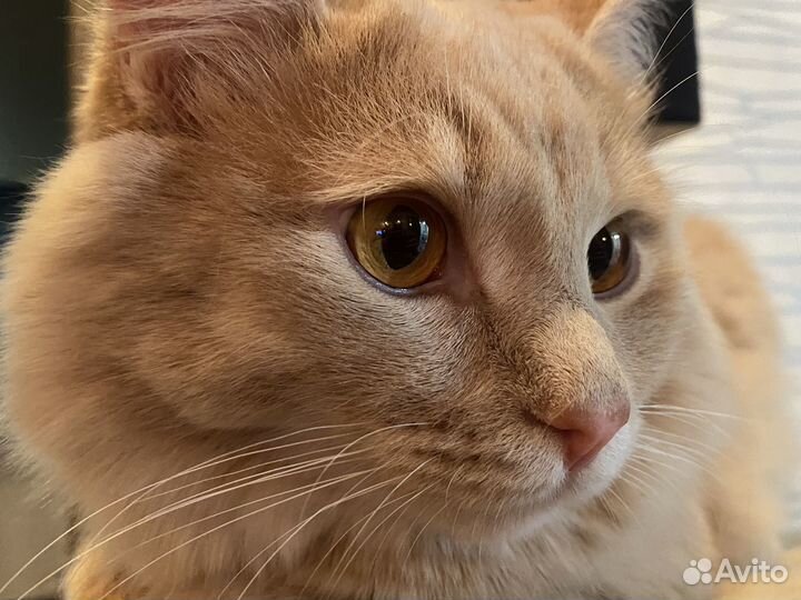 Кот на вязку