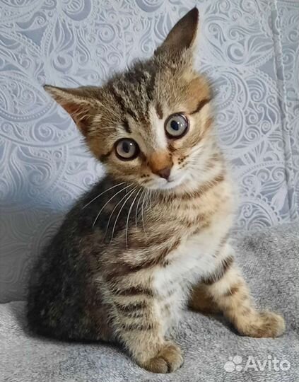 Котята бесплатно